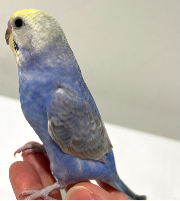 お客様専用約1/2サイズコザクラインコ×3 | TinyBooBoo